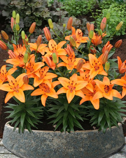 Lilium AbbevilleS Pride